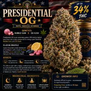 Cafe ZaZa- Prezidential OG indoor 34% THC Indica